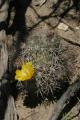 Acanthocalycium thionanthum