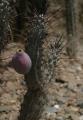 Cereus aethiops