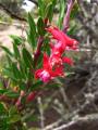 Fuchsia lycioides