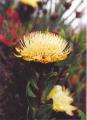 protea  kilimanžská**